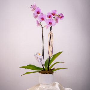 Orquídea en maceta de cerámica blanca